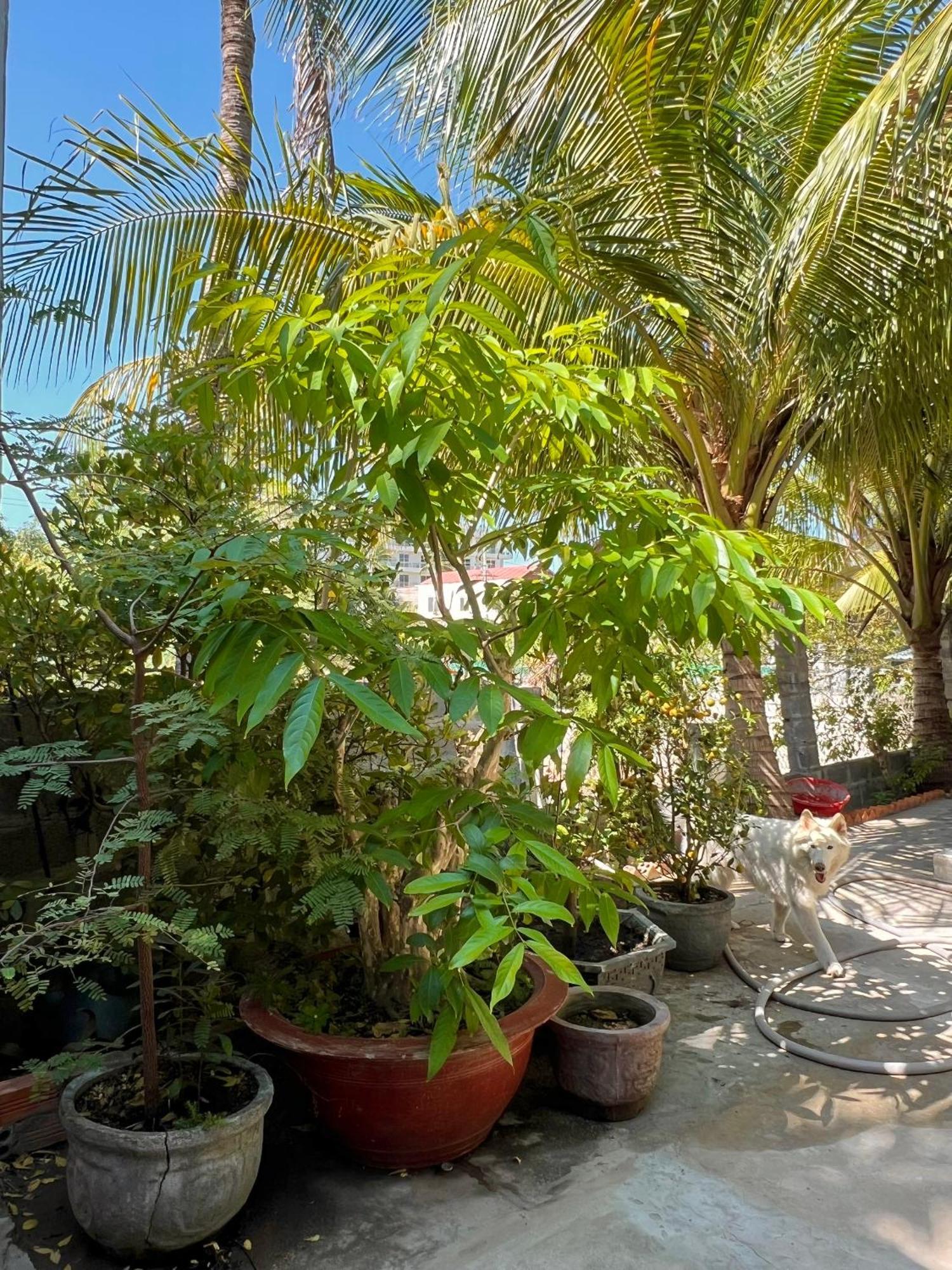 Duc Thao Guest House Mui Ne Exterior photo